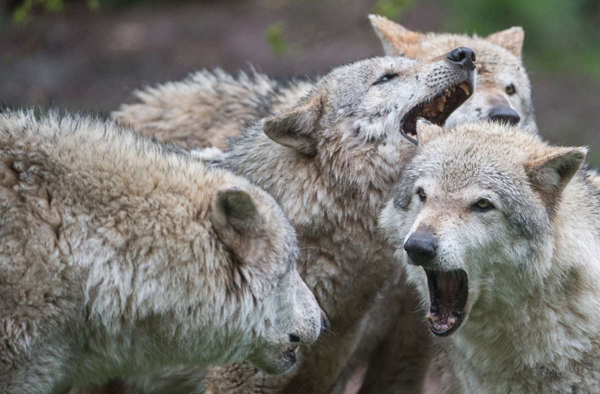 Wölfe in Baden-Württemberg: Jagen oder nicht? Landespolitiker sind sich uneins