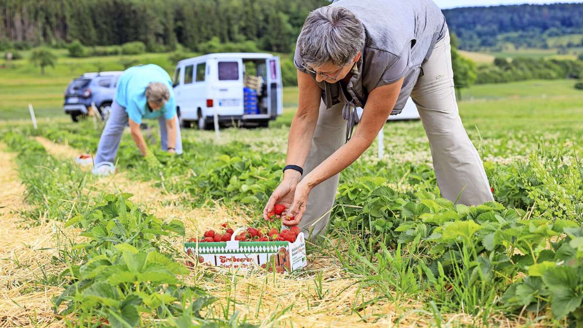 Pflück-Saison im Kreis Böblingen beginnt: Üppige Ernte bei den  Erdbeeren