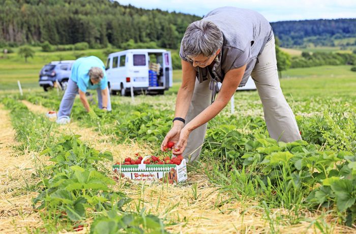 Pflück-Saison im Kreis Böblingen beginnt: Üppige Ernte bei den  Erdbeeren