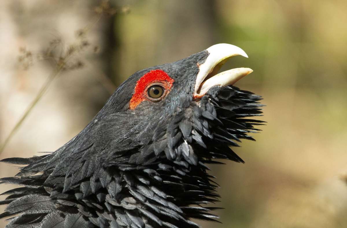 Die Auerhenne sieht man  im Dickicht kaum – der Hahn ist mit seinem schwarzblauen Gefieder und den roten Augenbändern deutlich auffälliger. Foto:  
