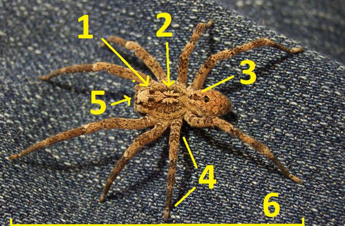 Die Nosferatu-Spinne ist gut erkennbar anhand der Kombination folgender Merkmale: (1) Die Zeichnung auf dem vorderen Vorderkörper ähnelt einem Totenschädel/Nosferatu. (2) Die Zeichnung auf dem hinteren Vorderkörper ähnelt einem Schmetterling. (3) Ein dunkles Band mit je drei dunklen Flecken auf dem Hinterkörper. (4) geringelte Beine. (5) ein helles Augenfeld. (6) die Länge (10–20 Millimeter Körper, bis zu 5 Zentimeter mit Beinen, also auffallend groß).