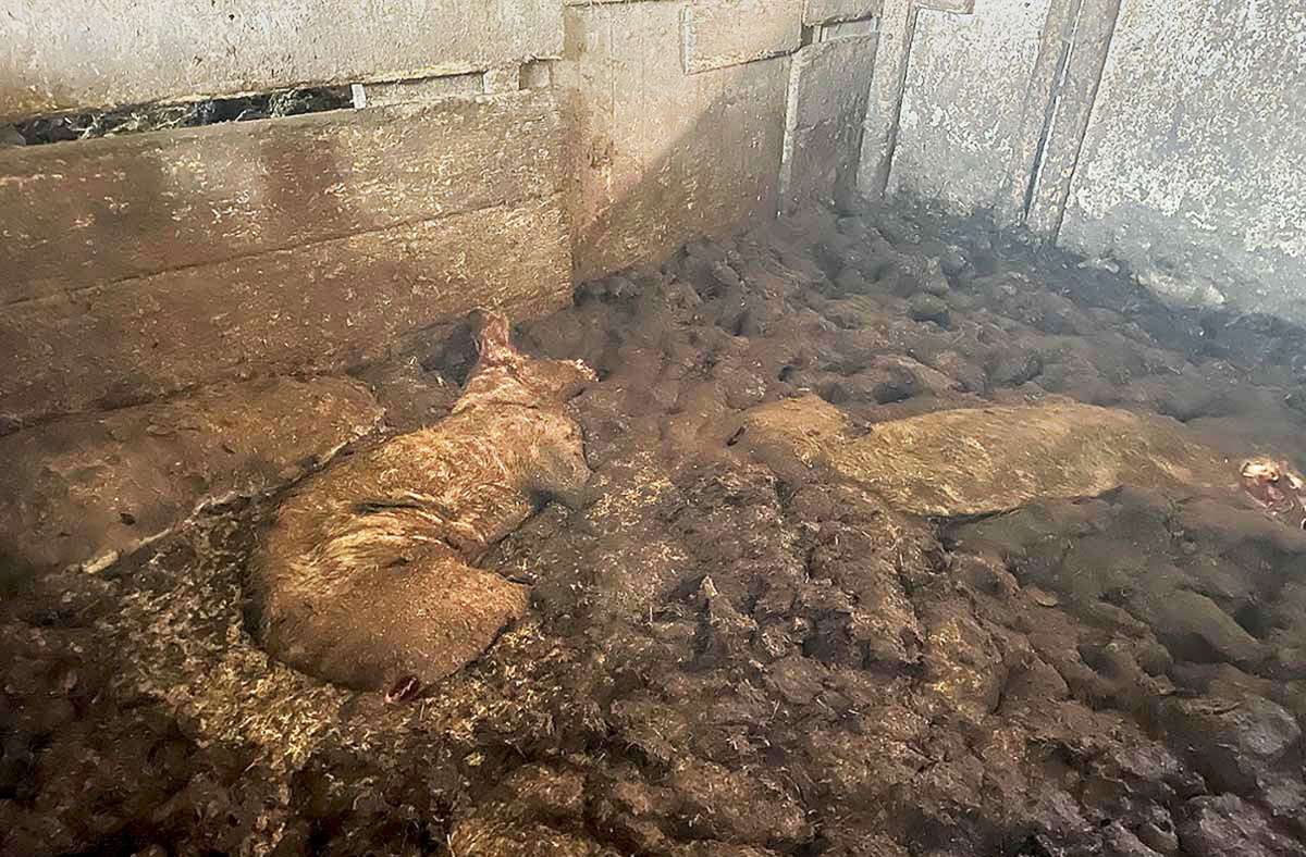 Grausiger Fund in Erligheim: Warum 17 Tiere qualvoll sterben mussten