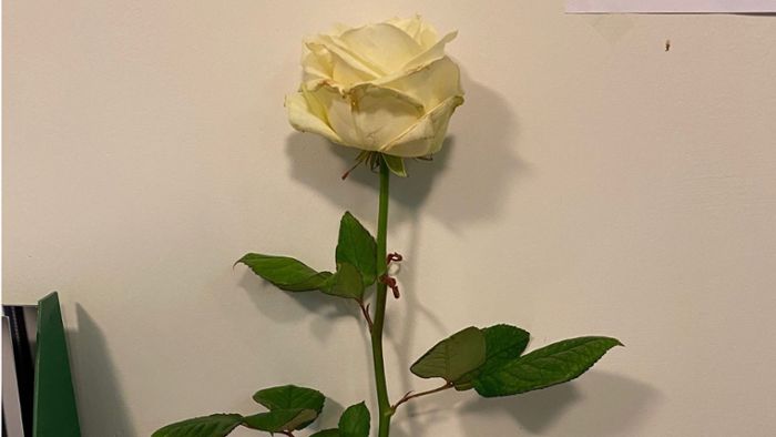 Eine weiße Rose für die Toten