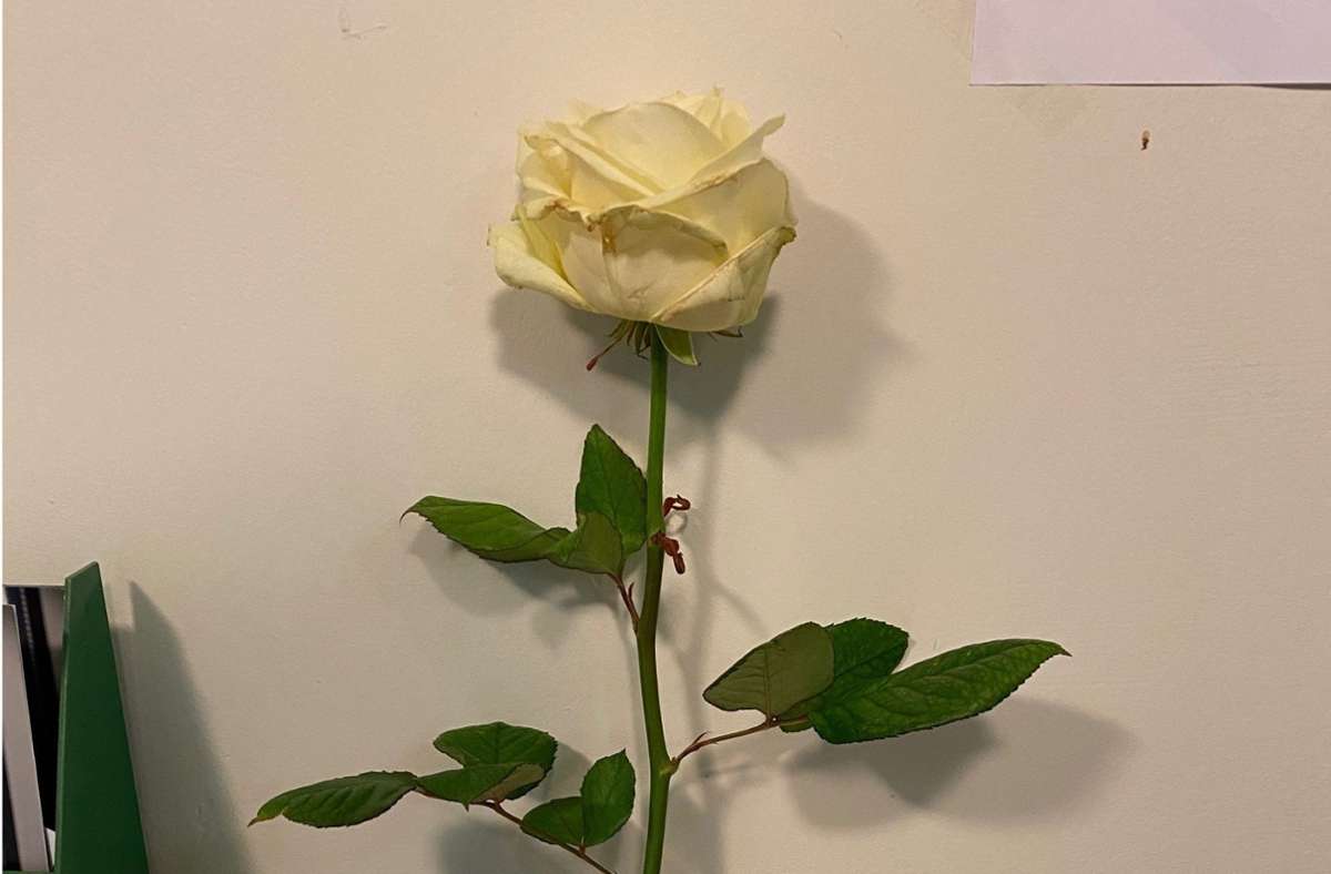 Am Herrenberger Revier abgegeben: Eine weiße Rose für die Toten