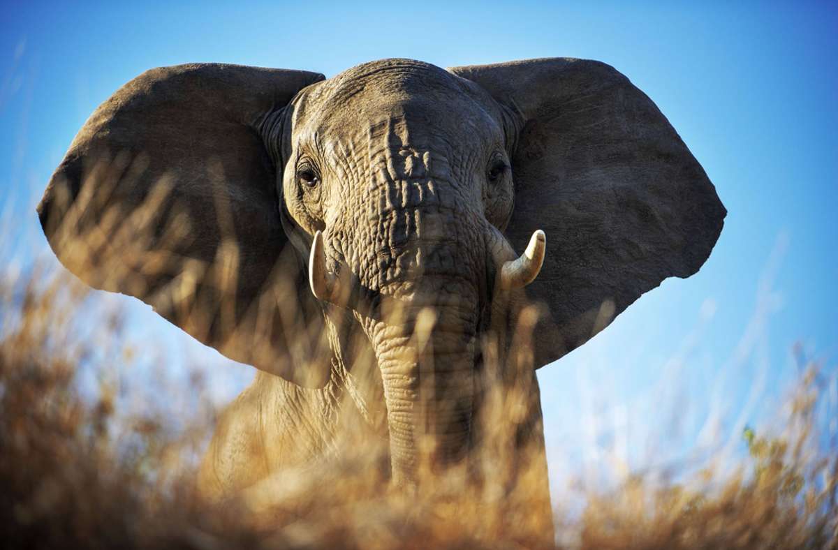 Südafrika: Kamerascheuer Elefant nimmt sich GoPro zur Brust