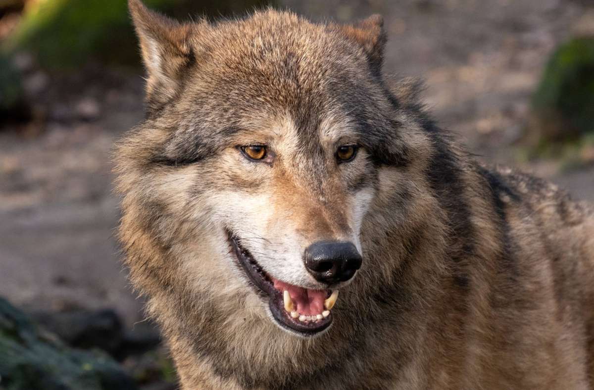 Nordschwarzwald: Wolf tötete nachweislich sechs Schafe