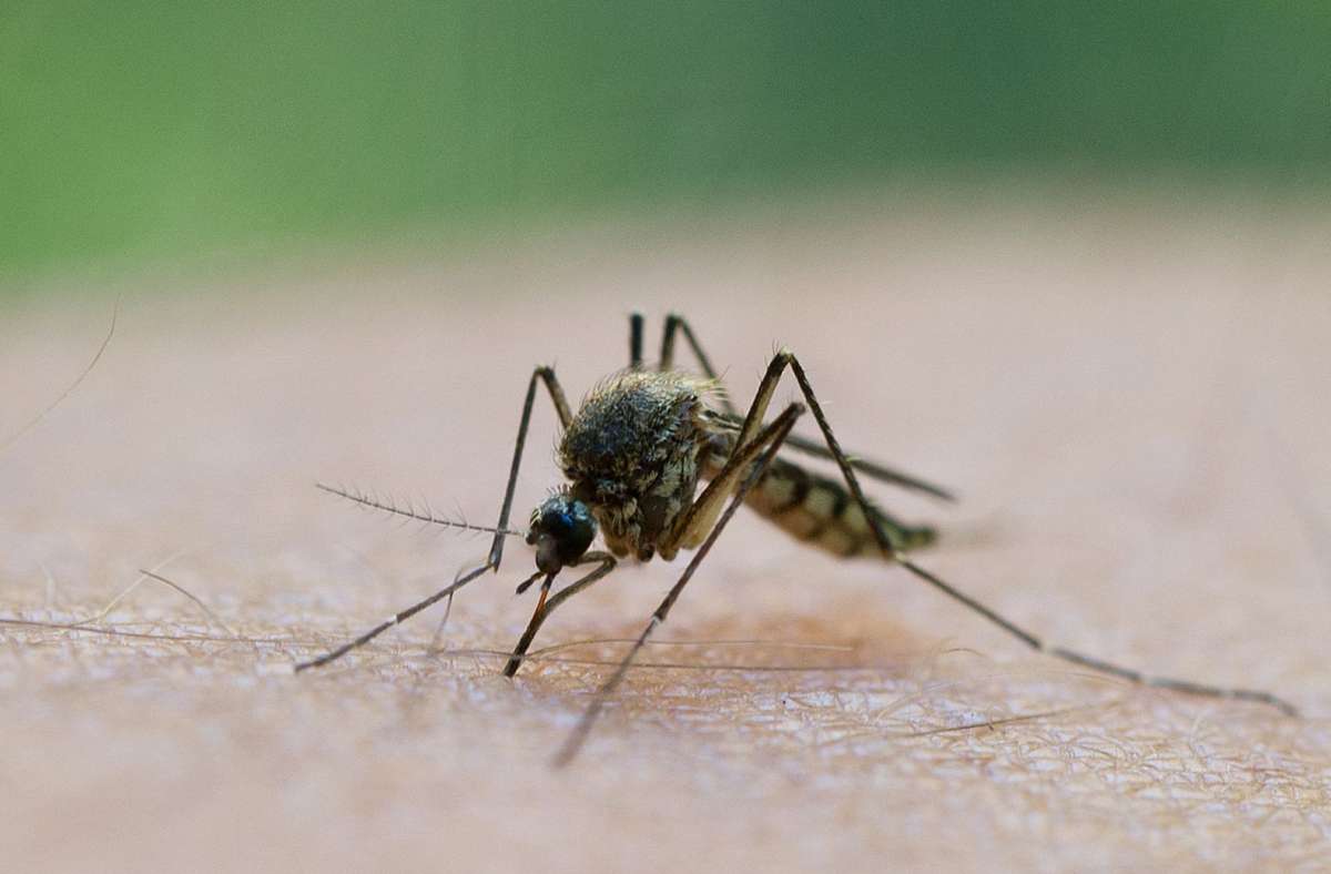 Das West-Nil-Virus wird von Stechmücken übertragen. Foto: dpa/Patrick Pleul