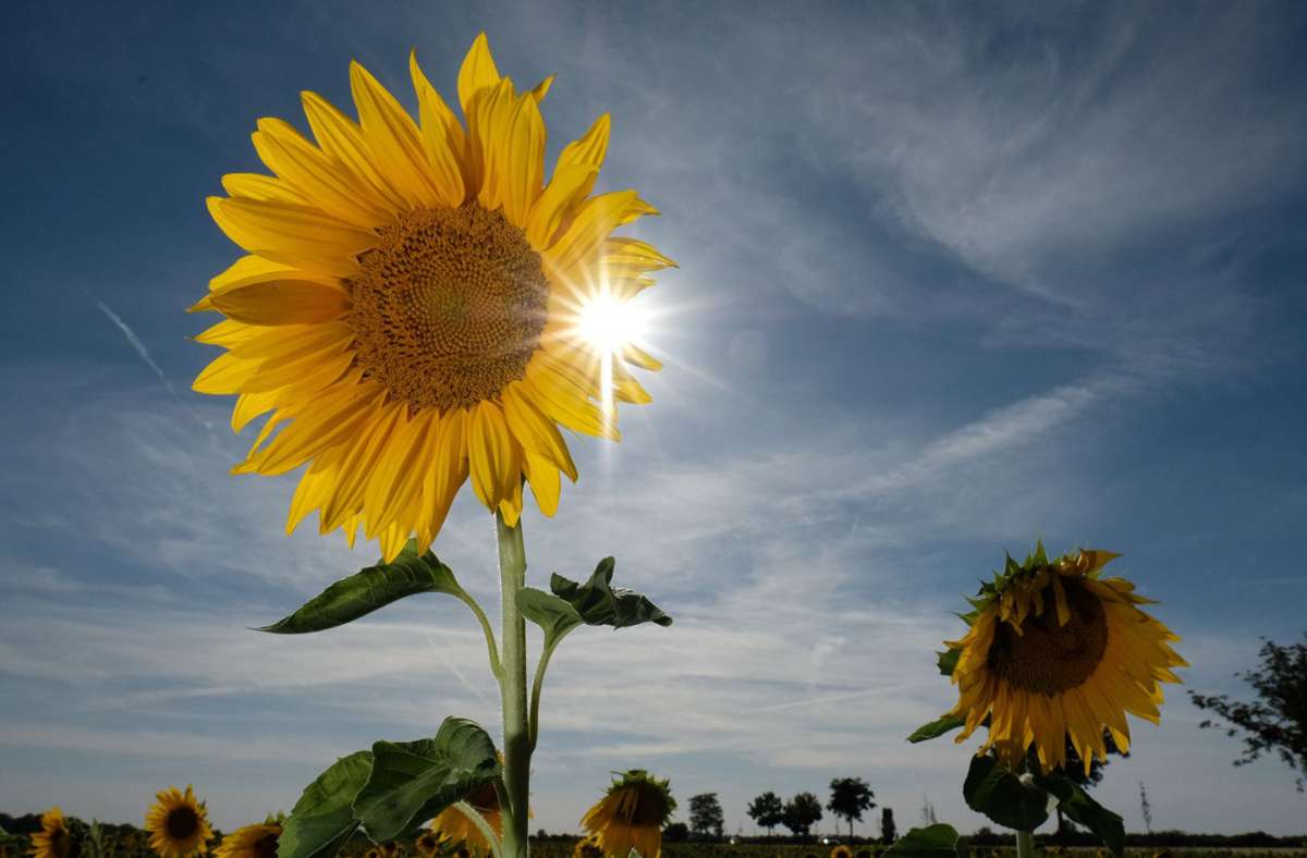 Samenbomben enthalten Sonnenblumenkerne, die herrlich aufgehen.