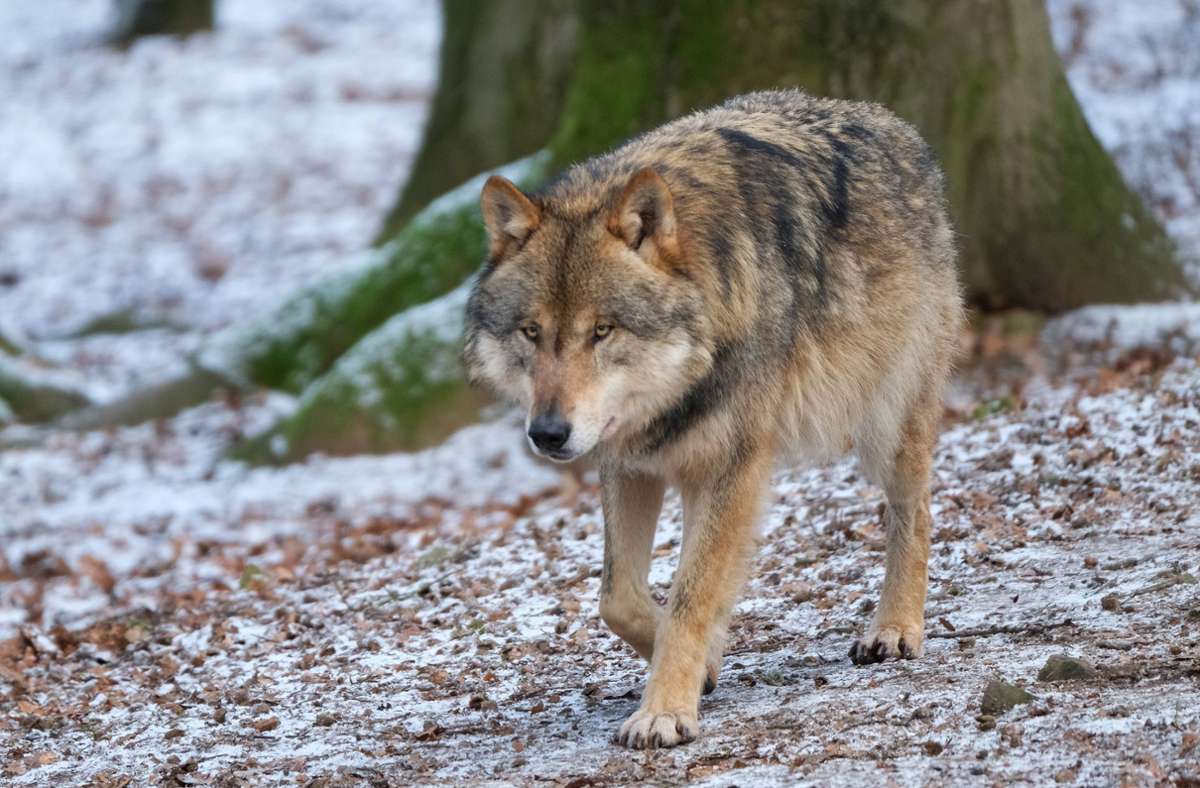 Kadaver teilweise aufgefressen: Wölfe reißen Hündin in Ostsachsen