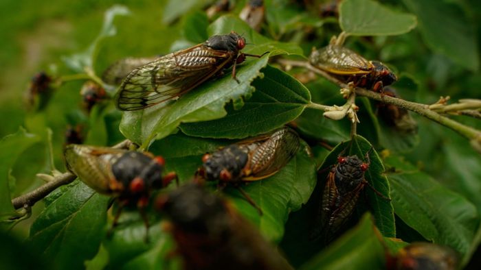 Abermilliarden Insekten: USA steht doppelte Zikaden-Invasion bevor