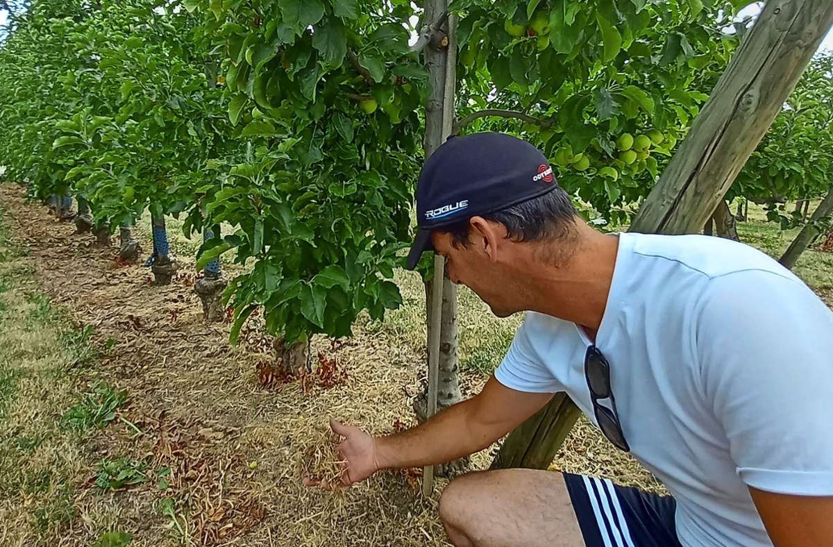 Hitze und Trockenheit im Rems-Murr-Kreis: Wie man Bäumen bei Dürre helfen kann