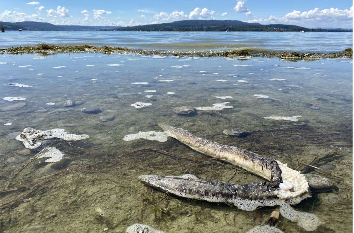 Klimawandel im Südwesten: Tote Aale am Bodensee