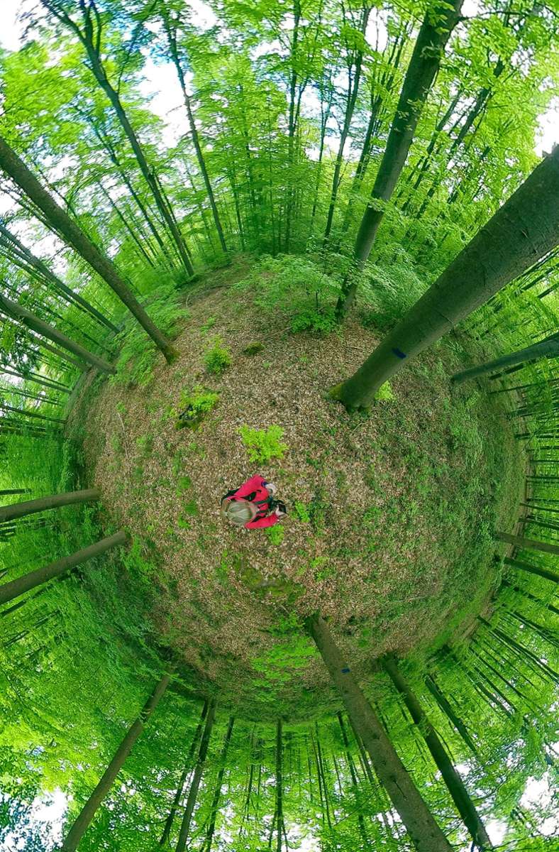 Sindelfinger Wald in der 360-Grad-Ansicht