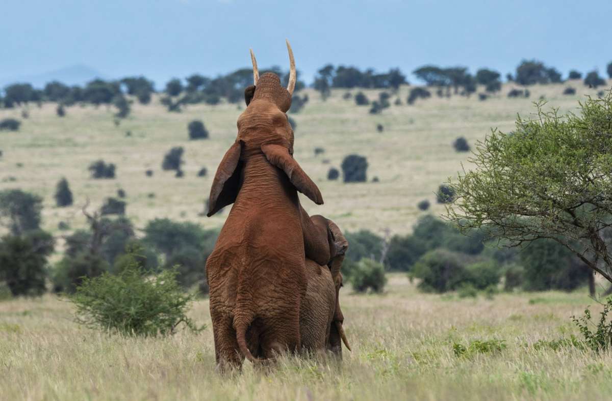 Zwei Elefantenmännchen haben Spaß miteinander. Foto: imago//Sergio Pitamitz