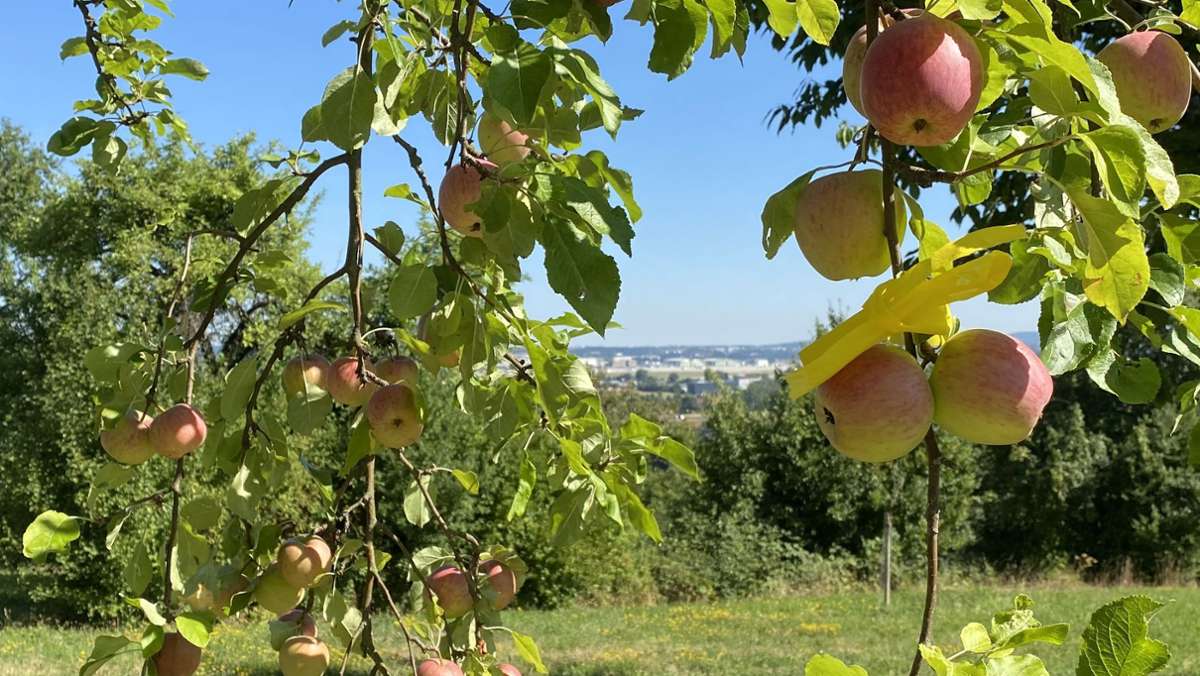 Obstaktion in Filderstadt: Hier gibt es Apfel und Zwetschge kostenlos