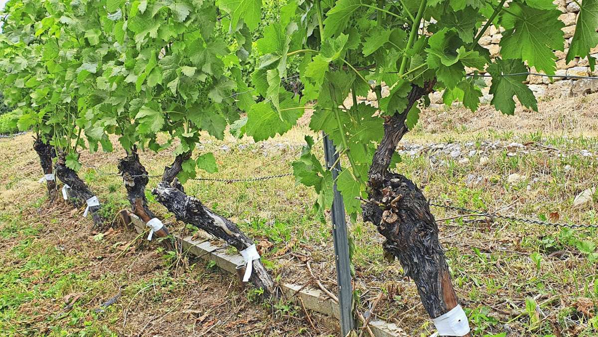 Weinbau im Landkreis Ludwigsburg: Tschüss Trollinger, hallo Souvignier gris
