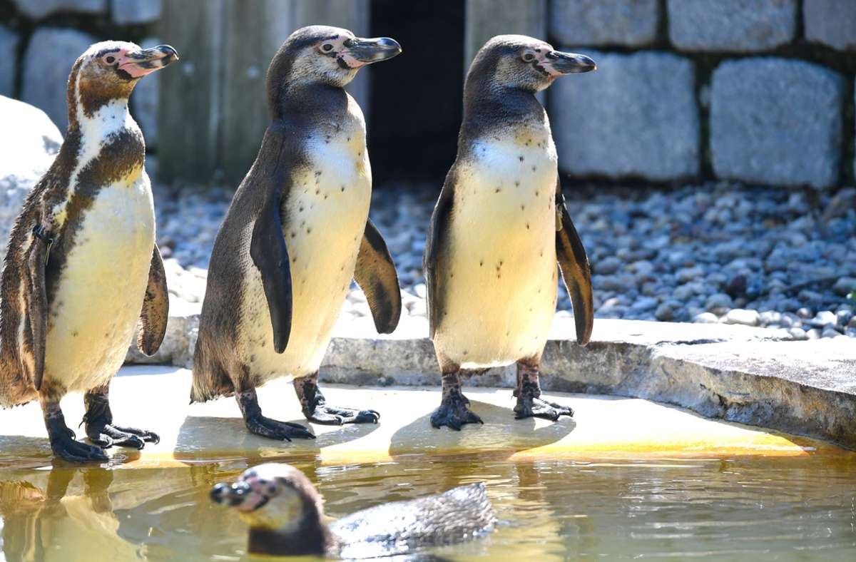 Pinguine bei Friends: Eine Schar  der Vögel besucht das Set der legendären Sitcom
