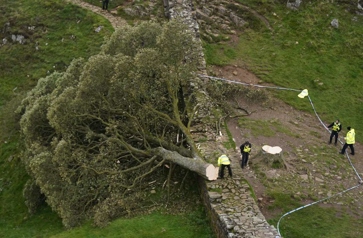 Weltberühmter Robin-Hood-Baum in Nordengland illegal gefällt