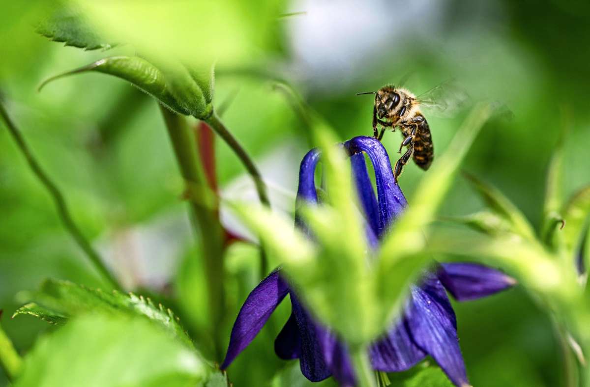 Imker-Sorgen im Kreis Göppingen: Wärme lockt  die Bienen ins Freie