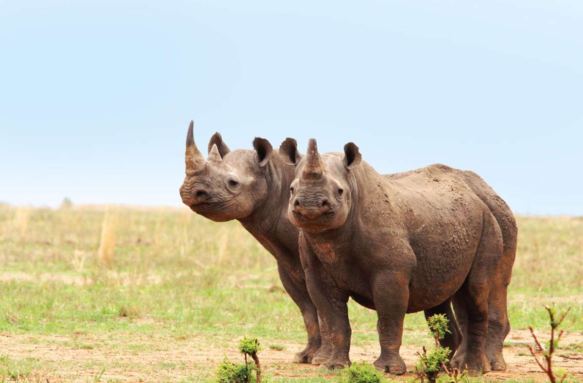 Südafrika: 2000 Nashörner suchen einen neuen Besitzer