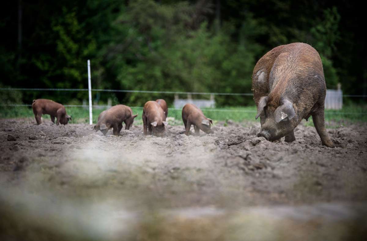 Die Schweine, hier Mama Rosi und ihr   Nachwuchs, haben auf der Weide  in Großerlach immer etwas zu tun. Hier gehen sie  einer  Lieblingsbeschäftigung nach: dem Wühlen.