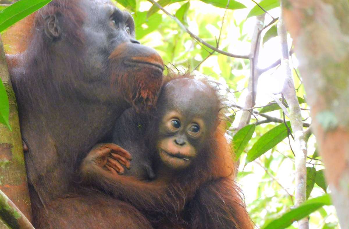 Ajeng auf Borneo: Freude über neues Orang-Utan-Baby im Auswilderungswald