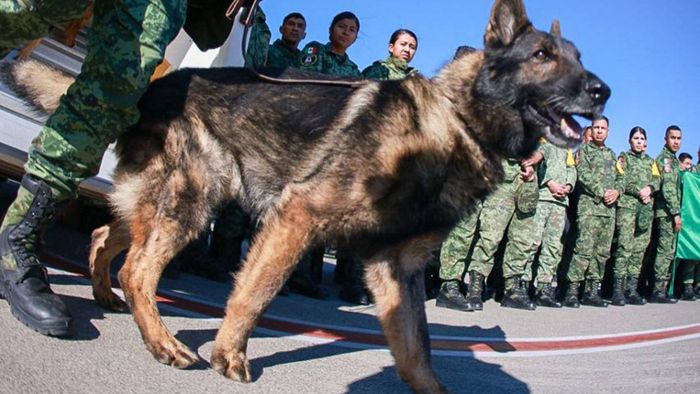 Mexiko trauert um entsandten Rettungshund „Proteo“