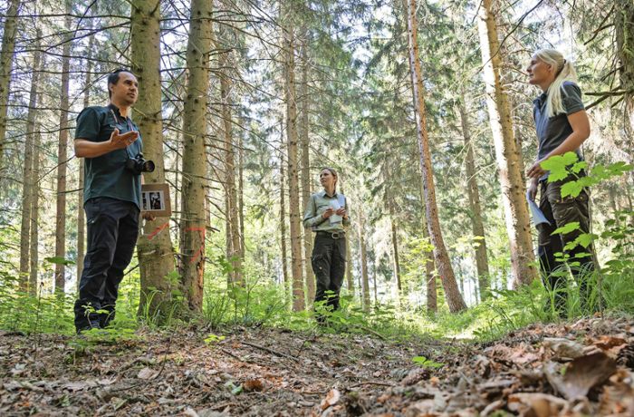 Waldwirtschaft im Kreis Böblingen: Sie tragen Verantwortung für die Vielfalt