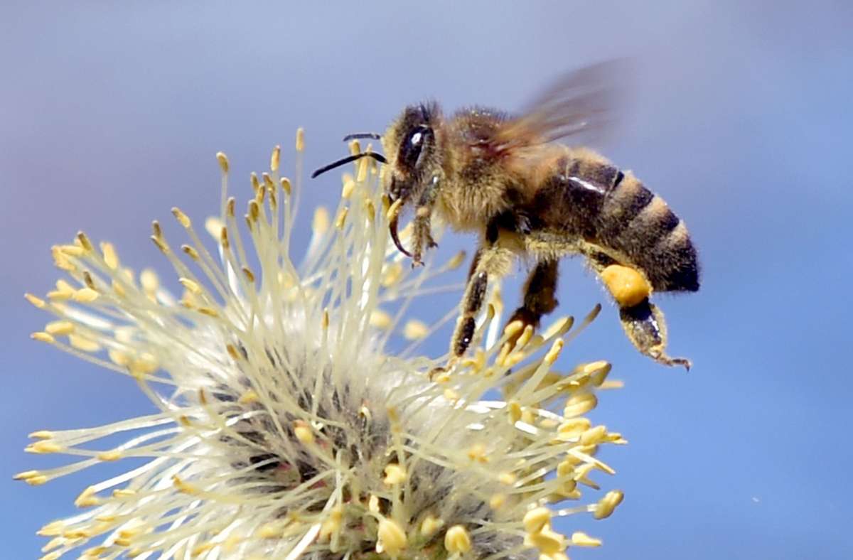 Forscher entwickeln  Coronatest: Trainierte Bienen erkennen das Coronavirus