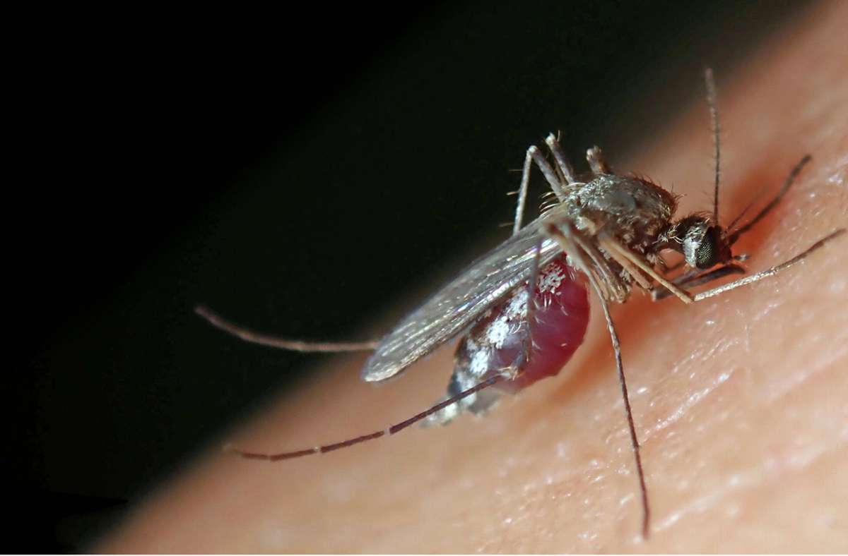 Übertragung durch Stechmücken: West-Nil-Virus breitet sich in Deutschland aus