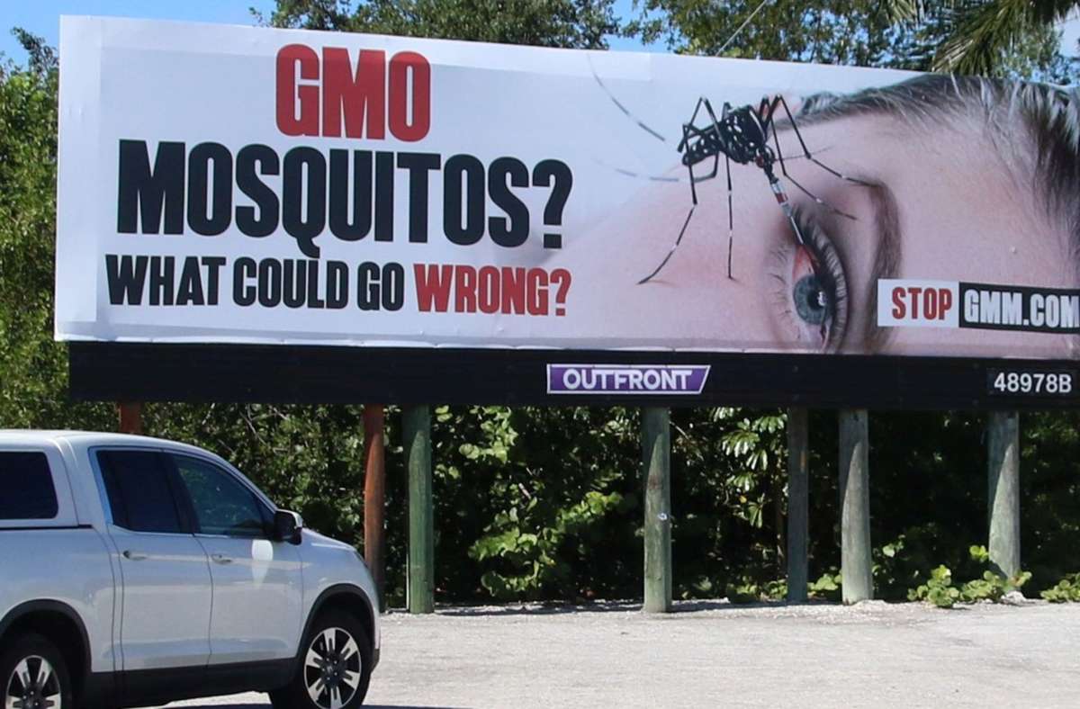 Umstrittenes Experiment in Florida: Gen-Moskitos gegen Mückenplage