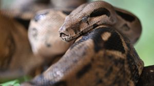Schlange bringt 42 Junge zur Welt