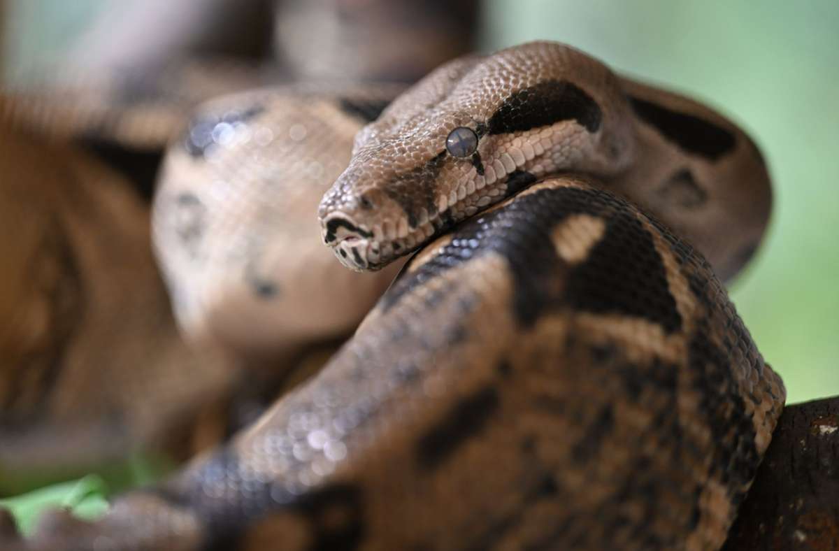42 Babyschlangen hat eine Boa in Unteruhldingen zur Welt gebracht.