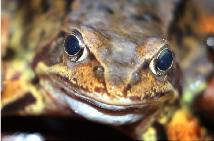 Amphibien in Baden-Württemberg: Auch der Regensommer hat die Frösche nicht gerettet