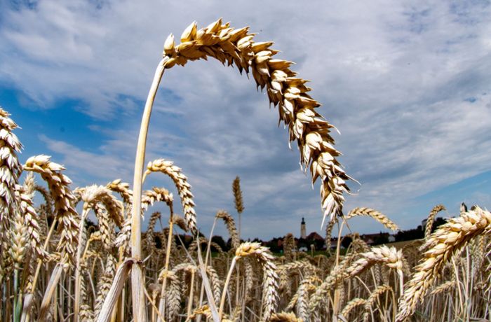Zöliakie: Bald könnte Weizen nicht mehr unverträglich sein