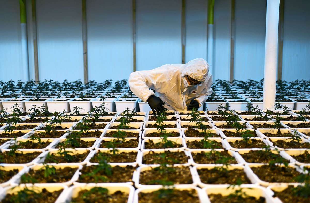 Grüner Daumen: ein Mitarbeiter der Firma Medropharm  in einer Zucht-Anlage mit  Cannabis-Pflanzen für den medizinischen Gebrauch.