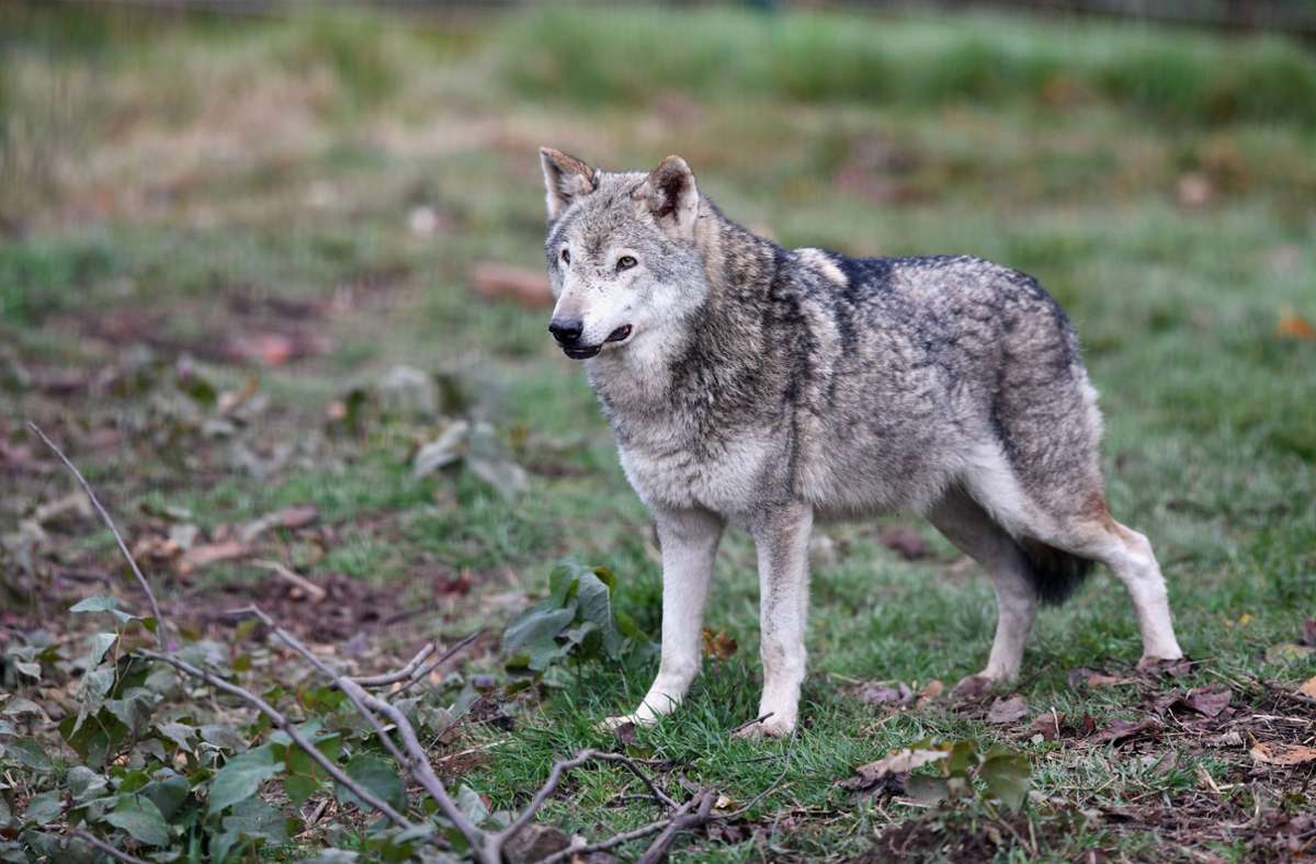 Fund bei Weil der Stadt: Wolf tötet Reh im Kreis Böblingen