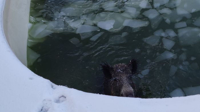 Wildschwein bricht durch Eisdecke in Pool - und wird gerettet