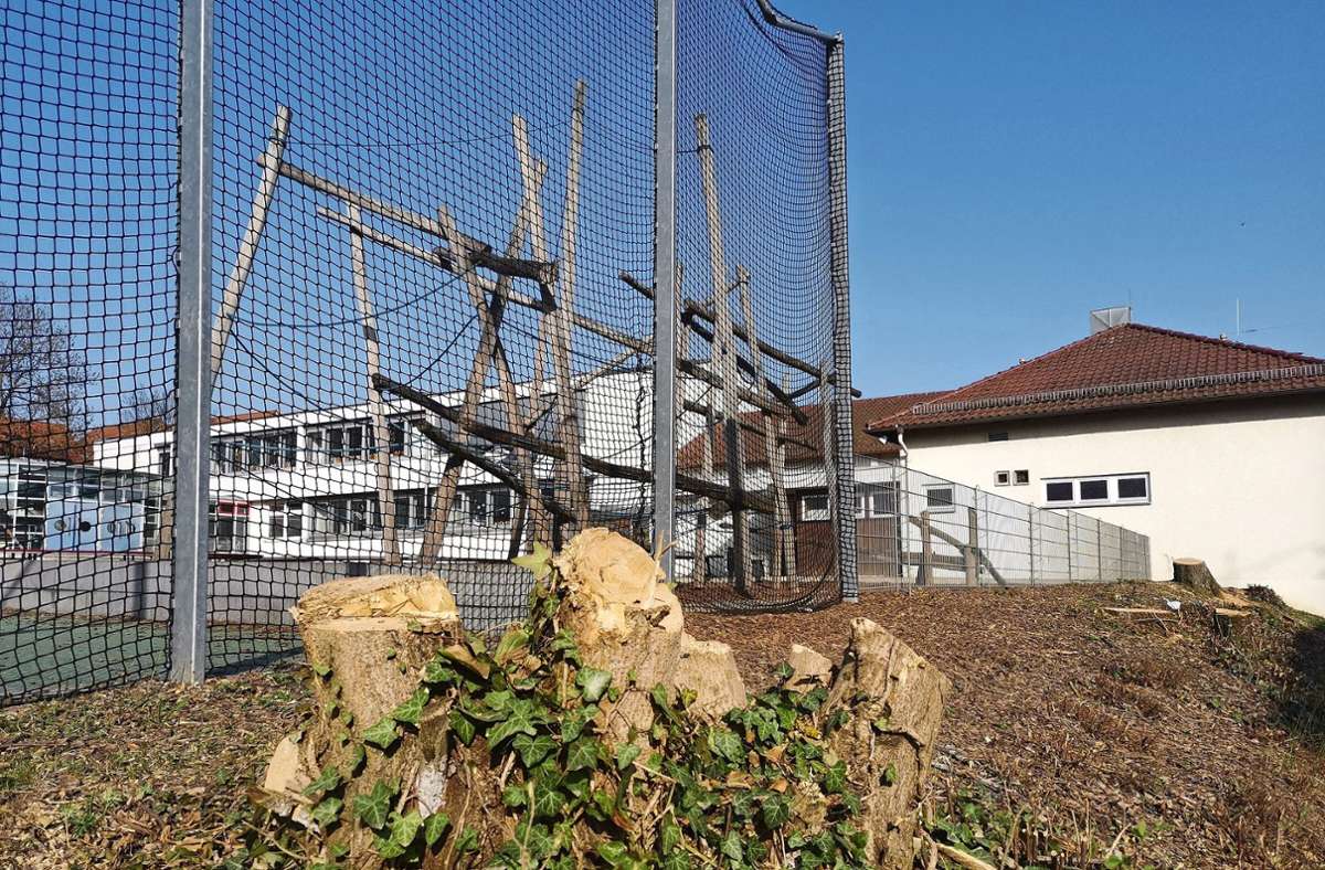 Leinfelden-Echterdingen: Warum gesunde Bäume weichen mussten