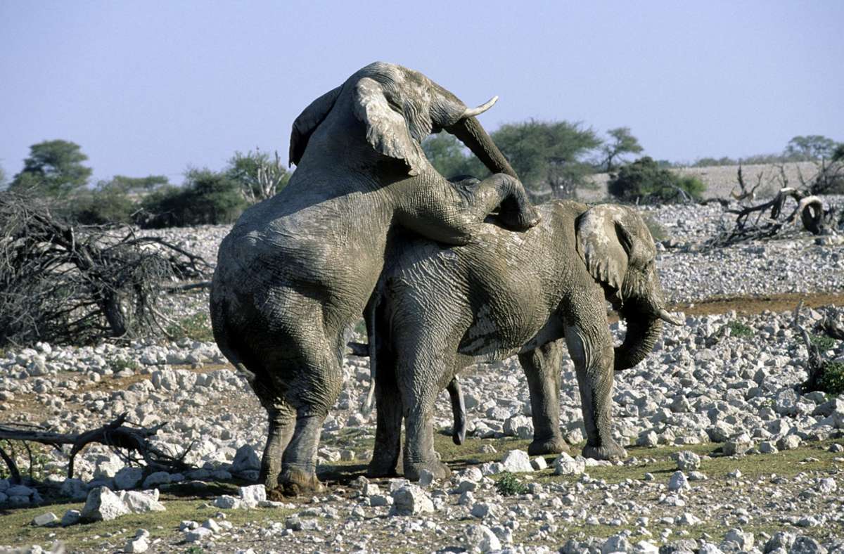 Männliche Elefanten finden eher notgedrungen zur Homosexualität, wenn sie abseits der eigentlichen Herde leben müssen und keinen Kontakt zu Weibchen haben können.