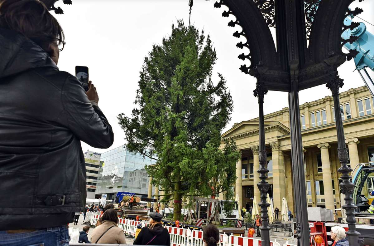 Der große Stuttgarter Weihnachtsbaum stammt aus dem Welzheimer Wald, die Lieferung übernimmt eine Firma aus Althütte.