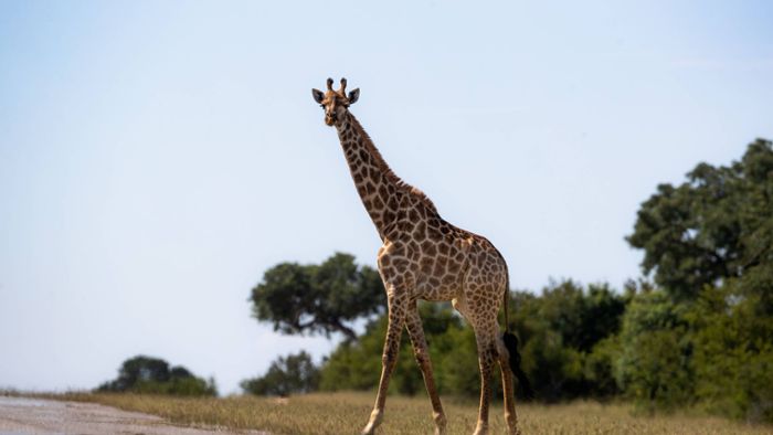 Giraffe verletzt Kleinkind bei Angriff tödlich