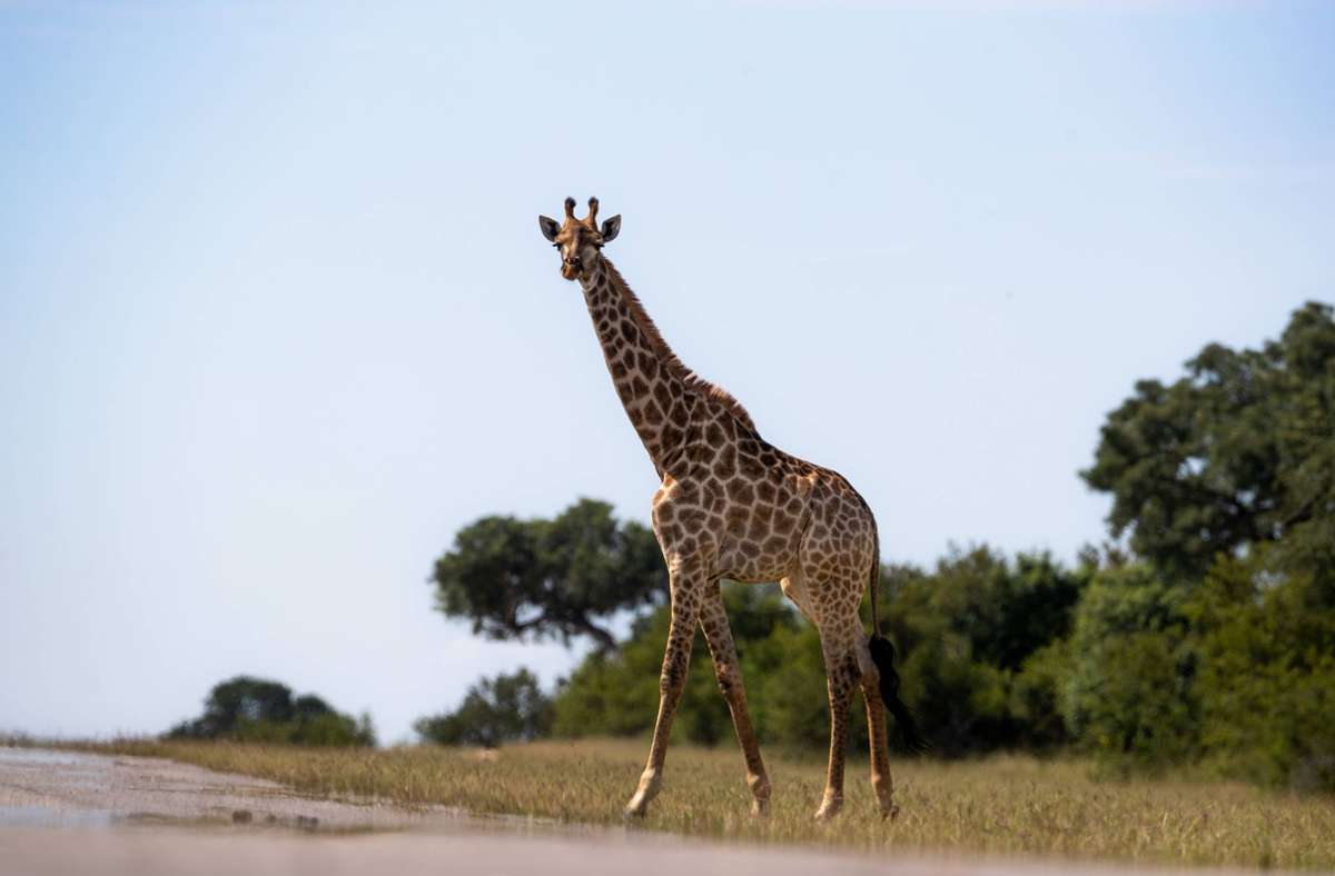 Unglück in Südafrika: Giraffe verletzt Kleinkind bei Angriff tödlich