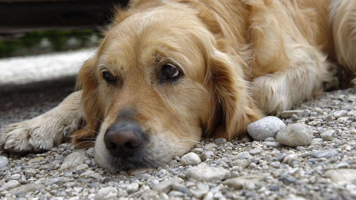 Bundesgartenschau 2023: Hunde müssen  draußen bleiben