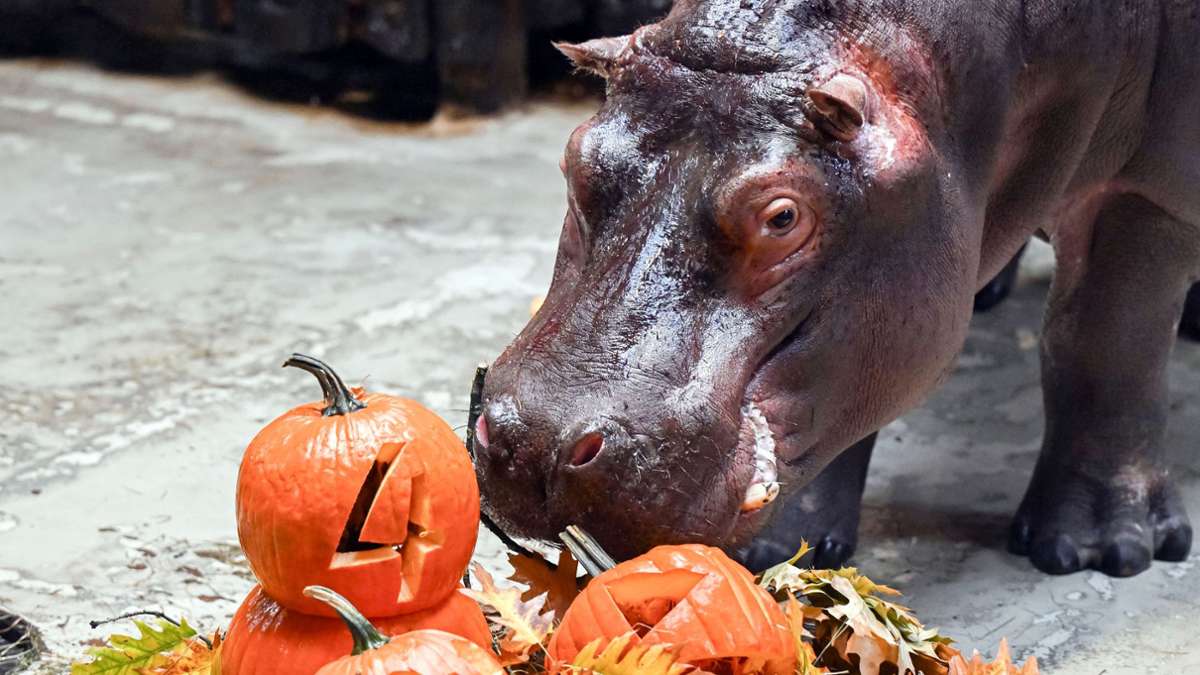 Karlsruher Zoo: Flusspferd Halloween frisst Halloween-Kürbisse