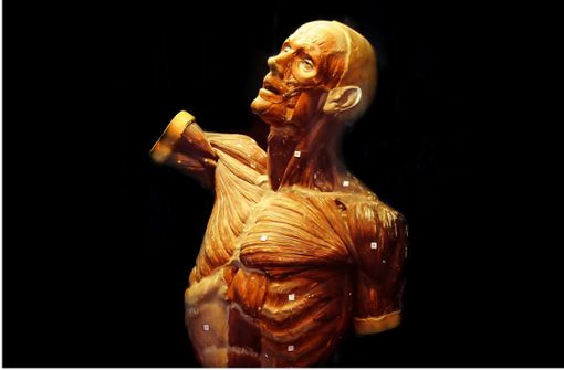 Ein präparierter Körper in der Anatomie der Universität Gießen. Foto: May-Britt Winkler/May-Britt Winkler
