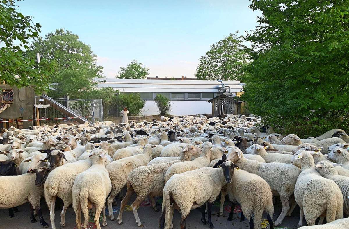 Von der Weide ausgebüxt: Rund 500 Schafe besetzen Schulhof in Böblingen -  Stadt und Kreis Böblingen - Kreiszeitung Böblinger Bote