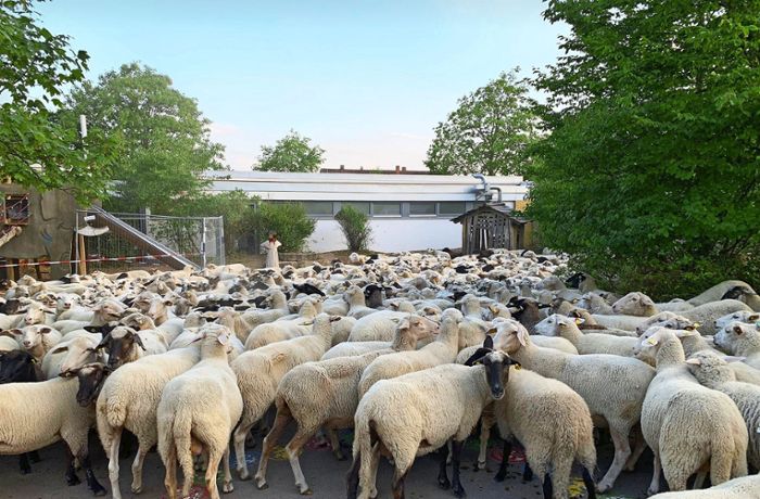 Von der Weide ausgebüxt: Rund 500 Schafe besetzen Schulhof in Böblingen