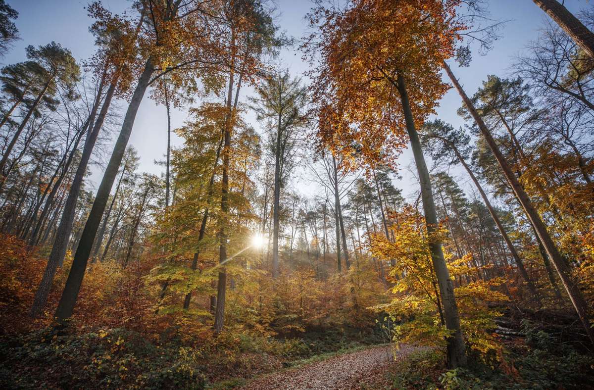 Die Sonne war im Herbst oft zu sehen – besonders in Baden-Württemberg. Foto: Gottfried Stoppel