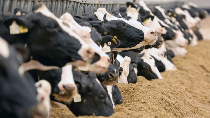 Irland erwägt Tötung Zehntausender Kühe – zum Klimawohl